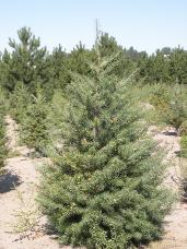 Douglas Fir